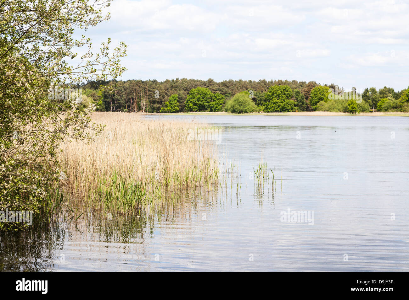 Frensham Little Pond, Surrey, England - near Farnham, popular for local outdoor activities Stock Photo