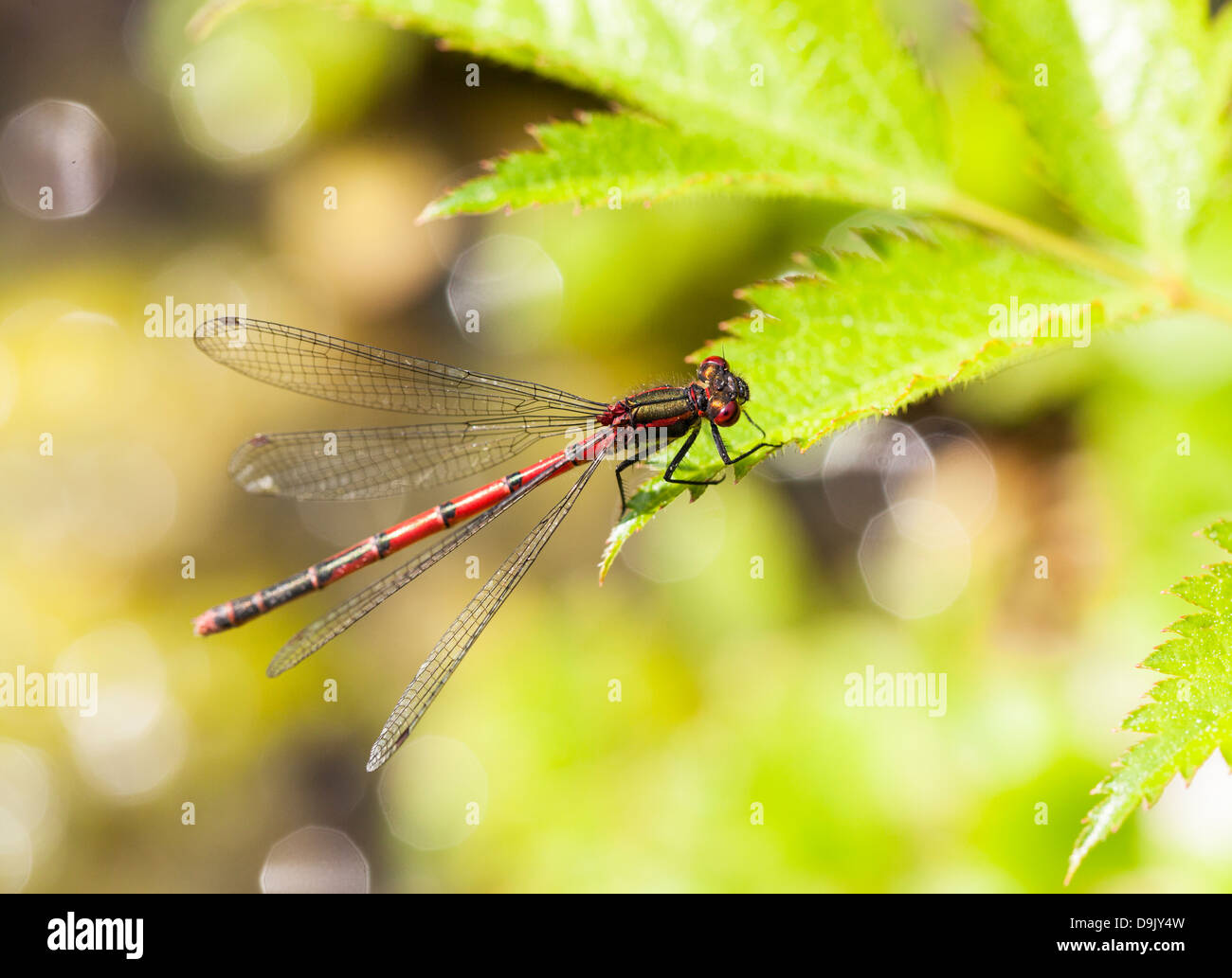 Large Red Damselfly (Pyrrhosoma nymphula) resting on a green leaf Stock ...