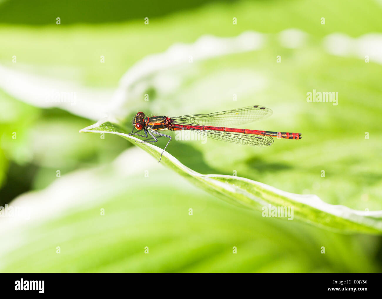 Large Red Damselfly (Pyrrhosoma nymphula) resting on a green leaf Stock ...