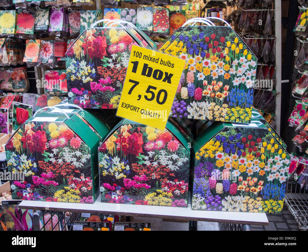 Tulip bulbs for sale at a market in Amsterdam, Netherlands Stock Photo -  Alamy