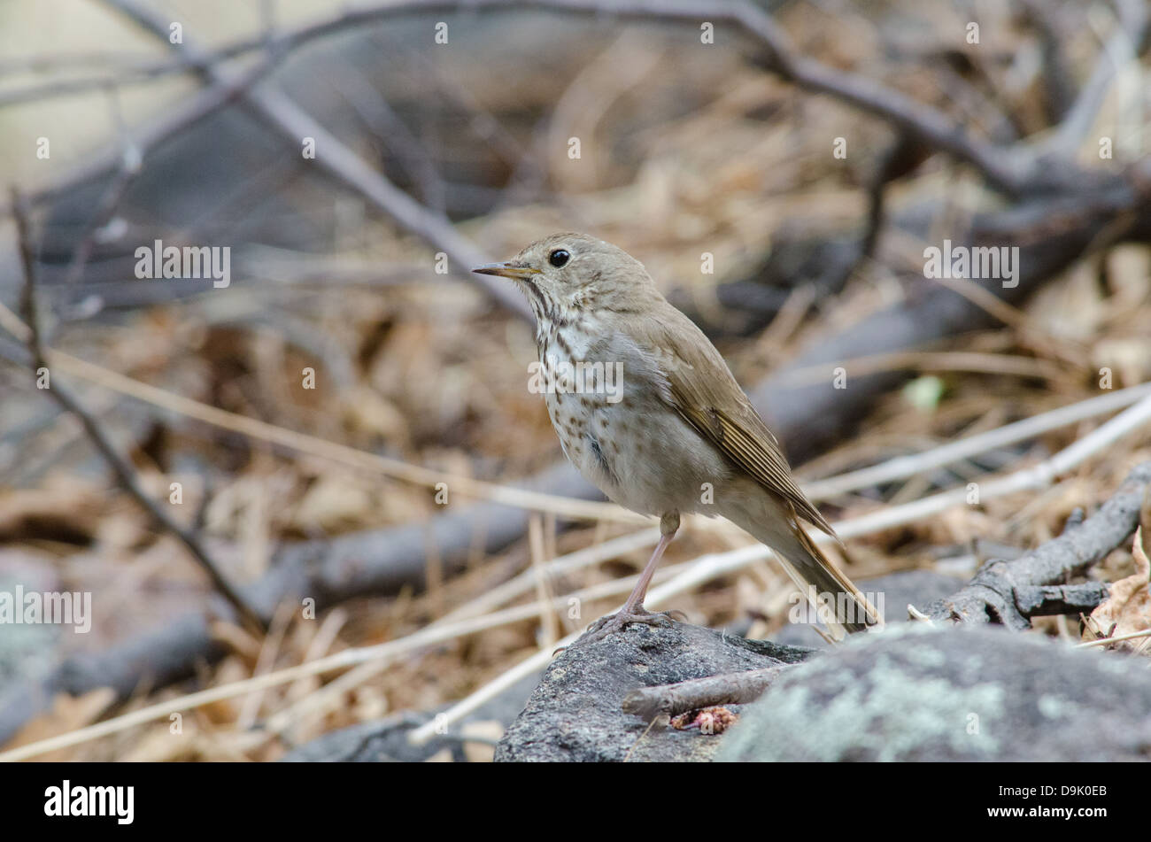 Hermit Thrush, (Catharus guttatus), Lower Gallinas Canyon, Black Range, Gila Wilderness, Grant co., New Mexico, USA. Stock Photo