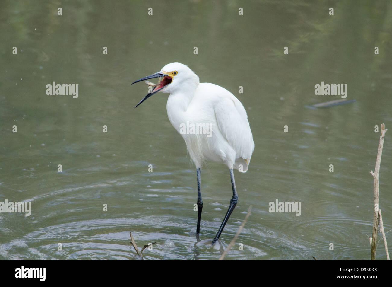 Snowy Egret, (Egretta thula), fishing in a drying marsh at Bosque del Apache National Wildlife Refuge, Socorro co., New Mexico. Stock Photo