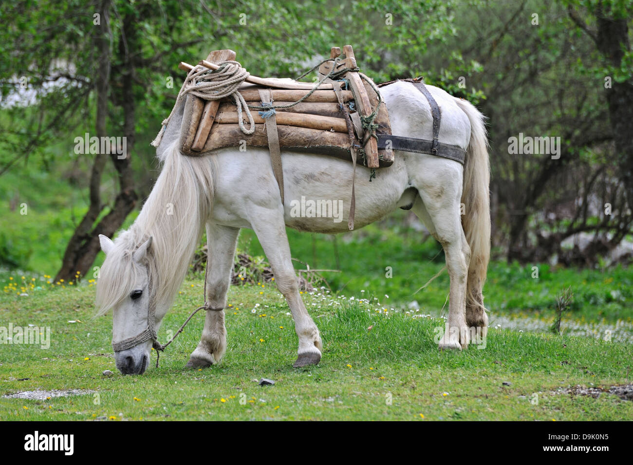 Horse tacked up to carry heavy loads of wooden logs, Mavrovo, Macedonia  Stock Photo - Alamy
