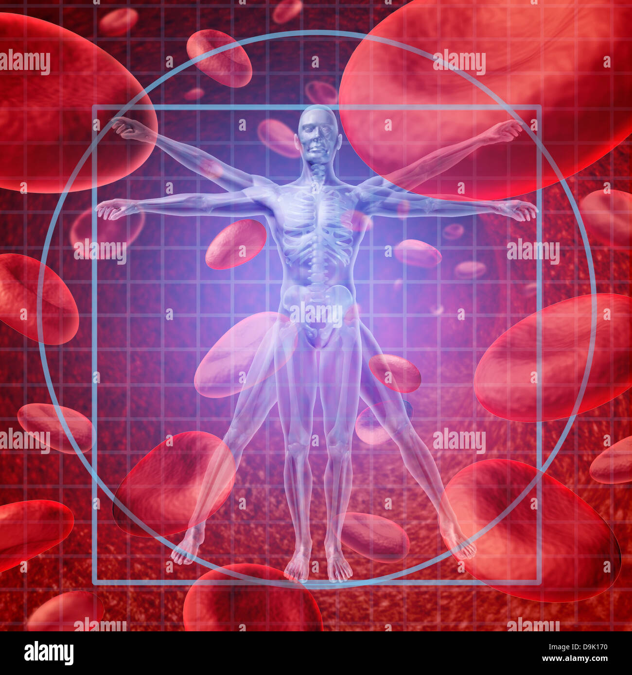 Health care research medical concept with a Vitruvian human skeleton man and body with a group of floating red blood cells circulating in a vein. Stock Photo