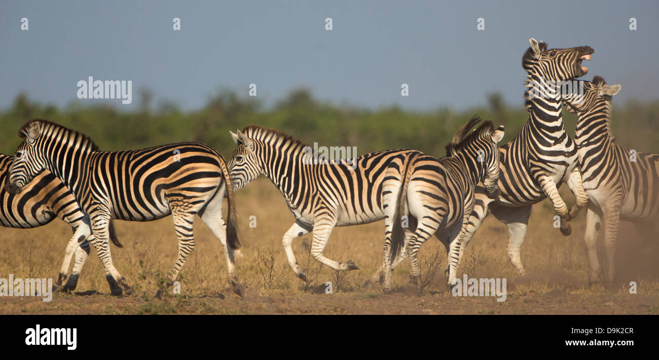 zebra fight in kruger national park Stock Photo