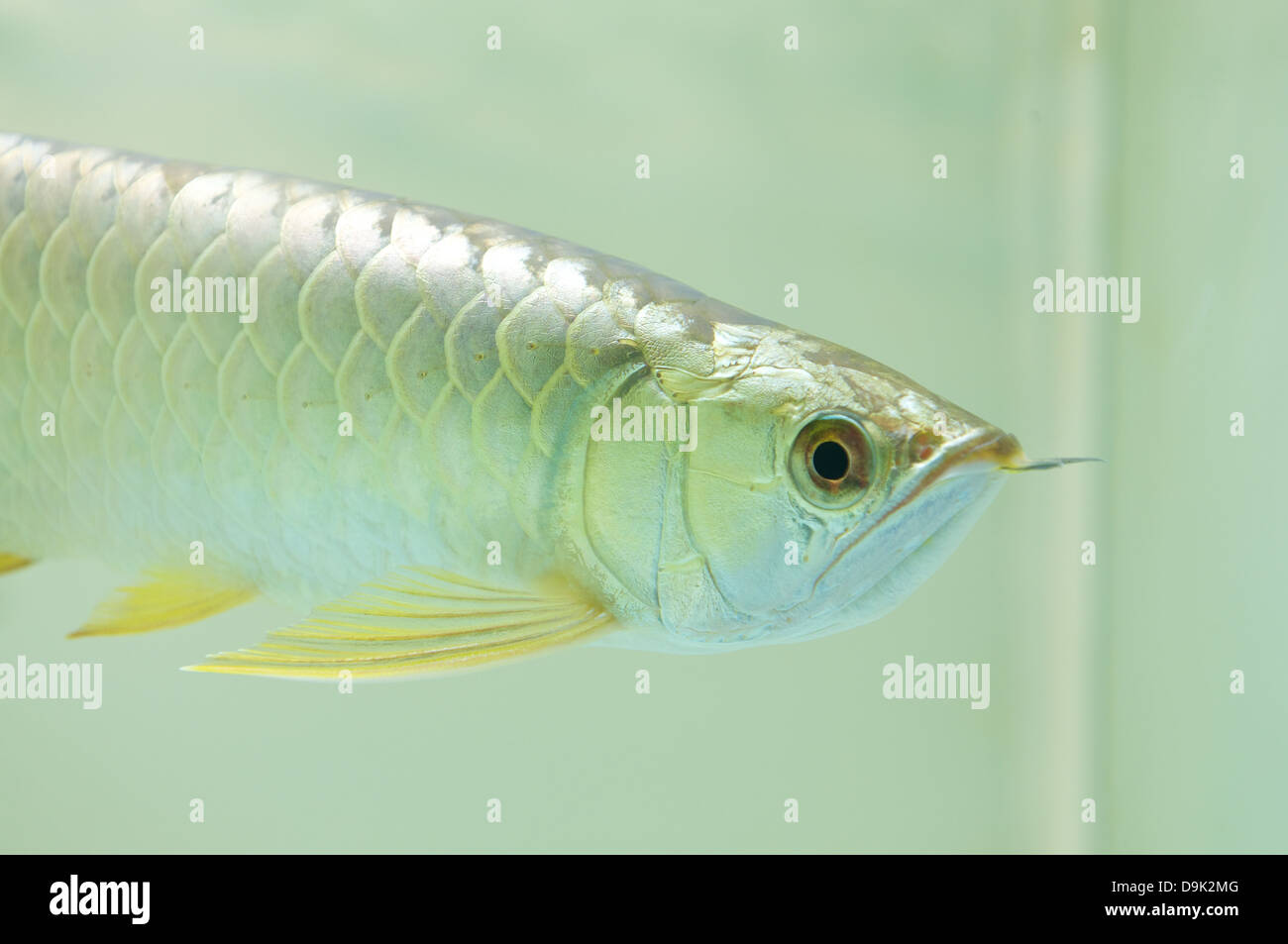 It is a Gold Arowana underwater from Asia Stock Photo
