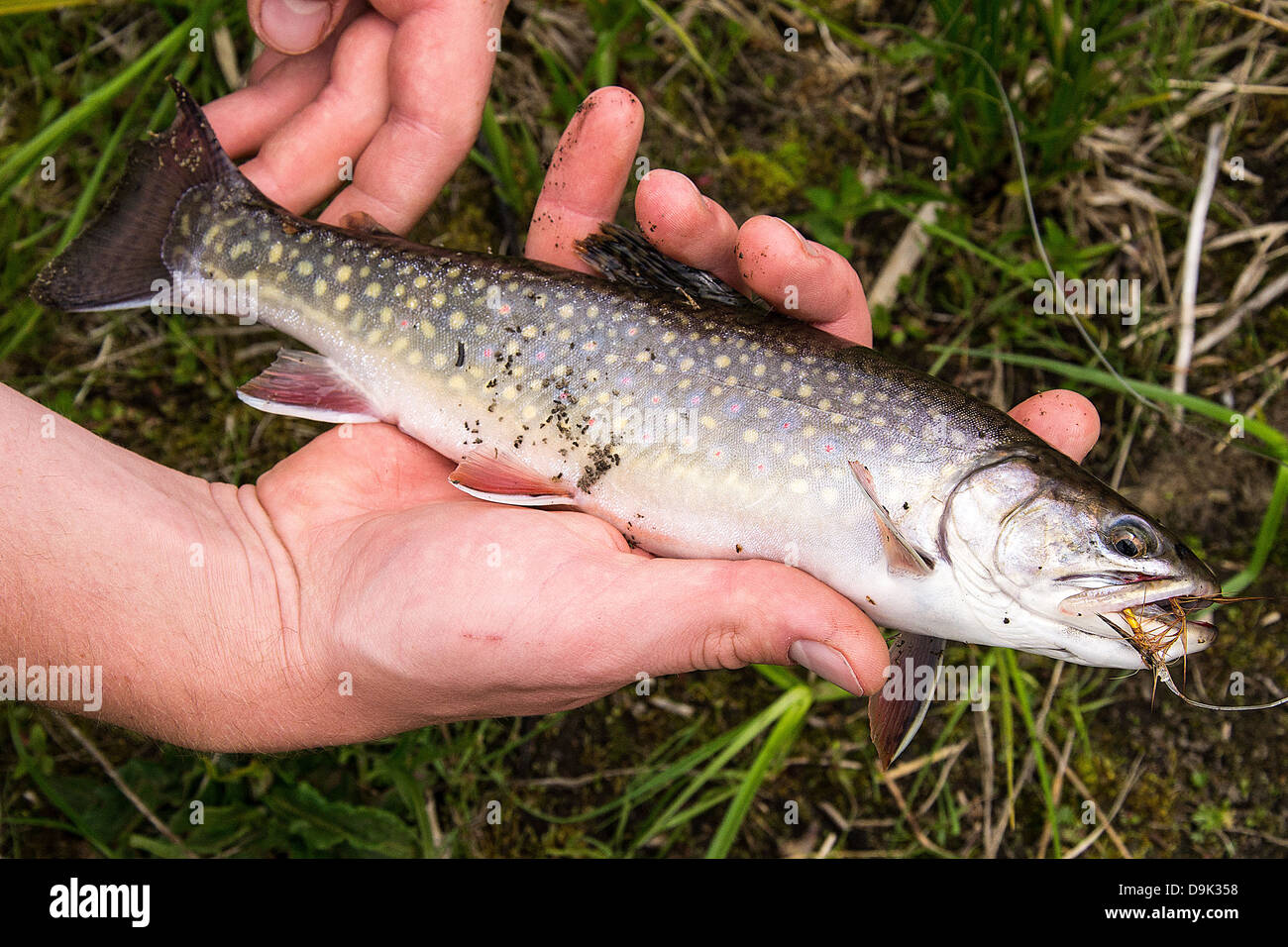 Brook trout with fly hook still in his mouth Stock Photo