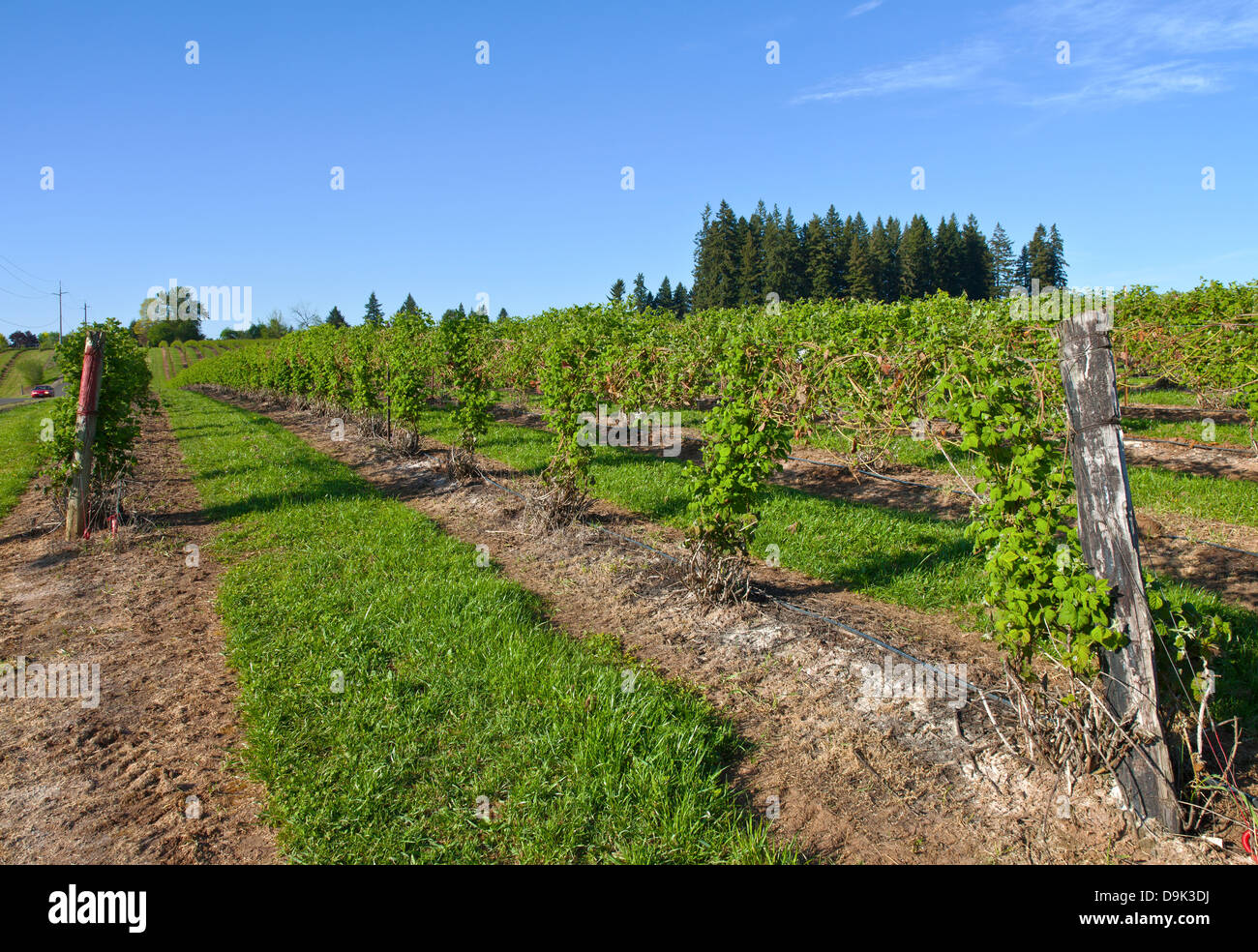 Rows and vines of raspberry field near Sandy Oregon Stock Photo Alamy
