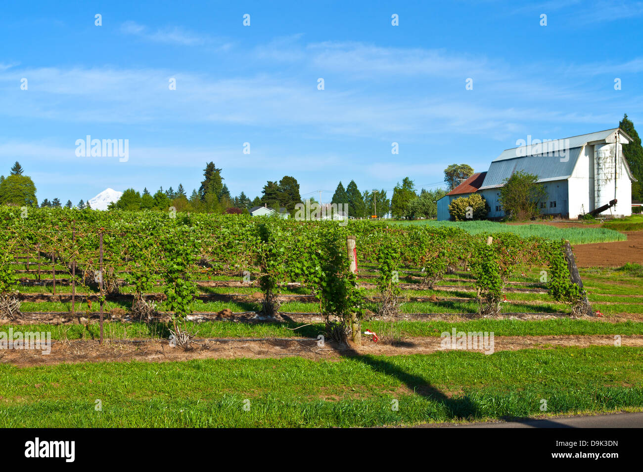 Rows and vines of raspberry field near Sandy Oregon Stock Photo Alamy
