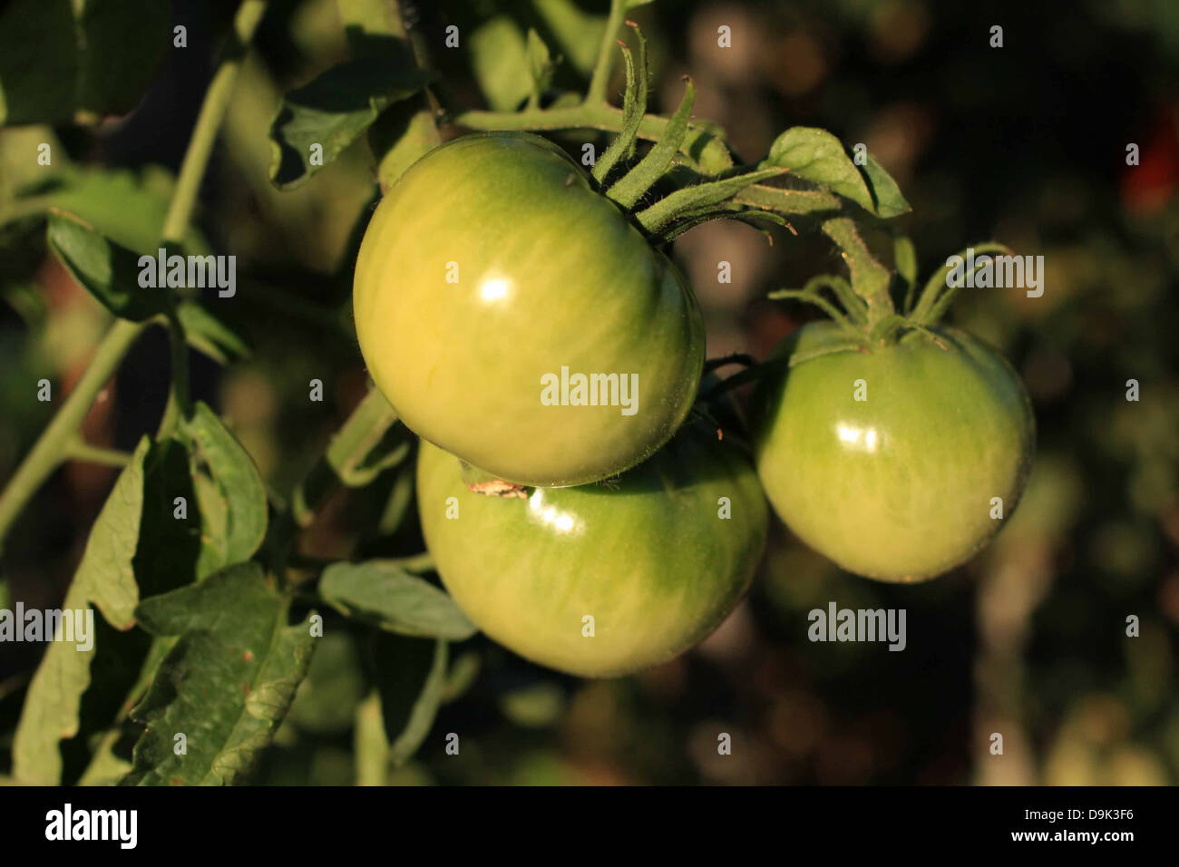 green tomato tomatoes vine ripe unripe plant vegetable garden food eat Stock Photo