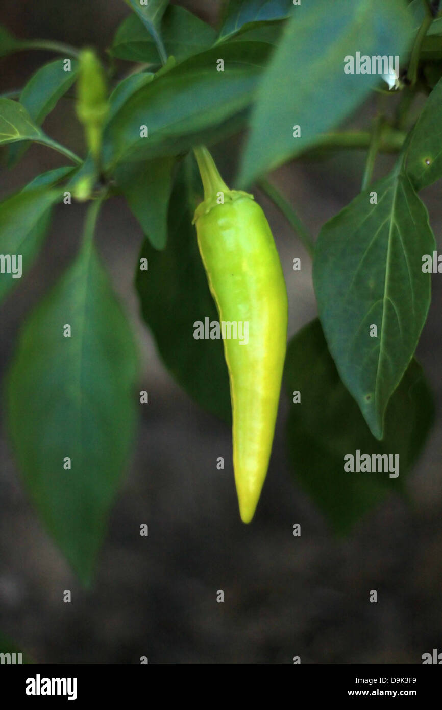 green pepper hot garden vegetable chili spice plant food leaves leaf Stock Photo
