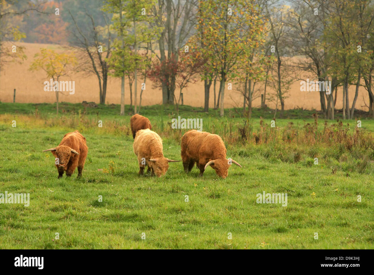 cows bull steer animal horns farm field graze grazing eat grass agriculture Stock Photo