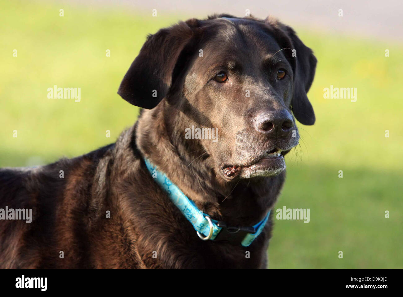 Black lab hires stock photography and images Alamy