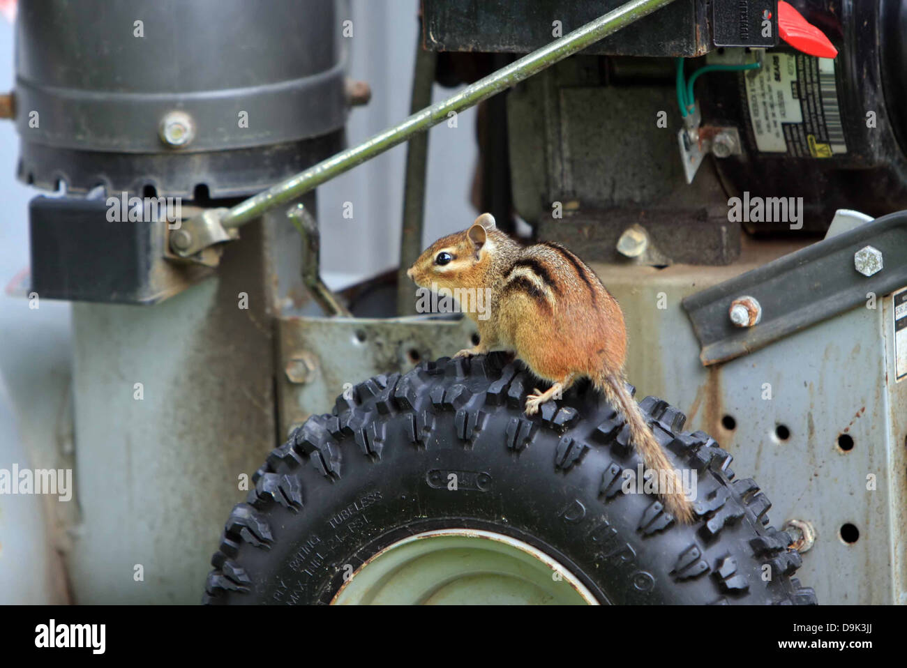 chipmunk animal creature critter sitting on equipment tire wheel Stock Photo