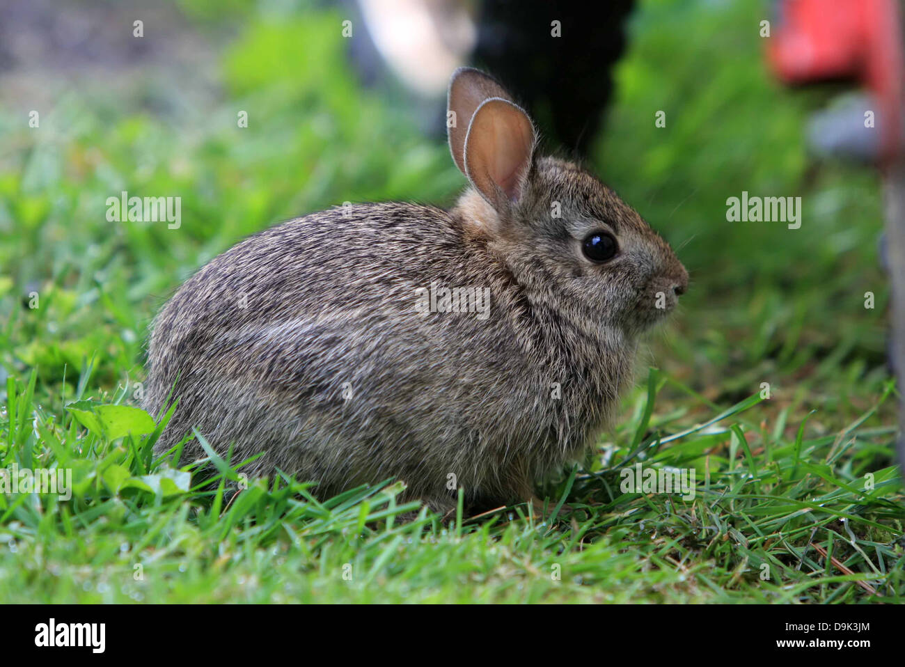wild bunny rabbit green grass  animal Stock Photo