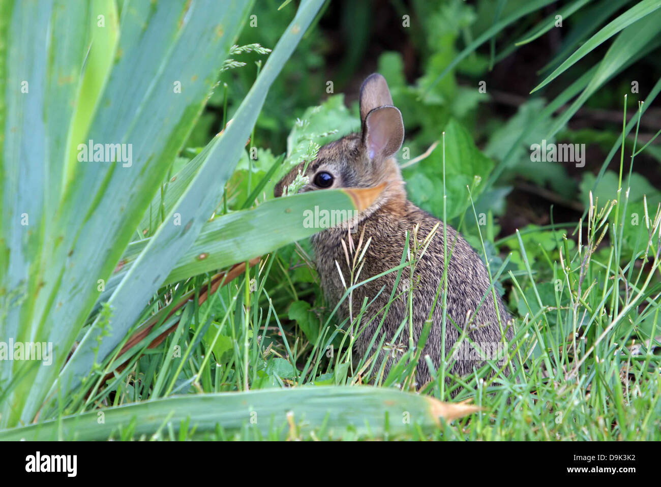 wild bunny rabbit green grass hiding hidden animal Stock Photo