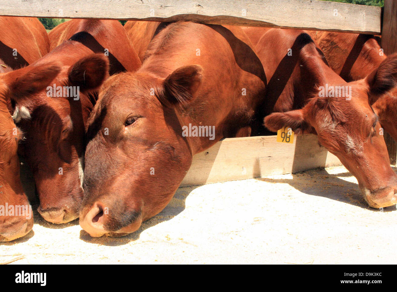 Angus angus calf cow bull animal livestock farm country rural red herd Stock Photo