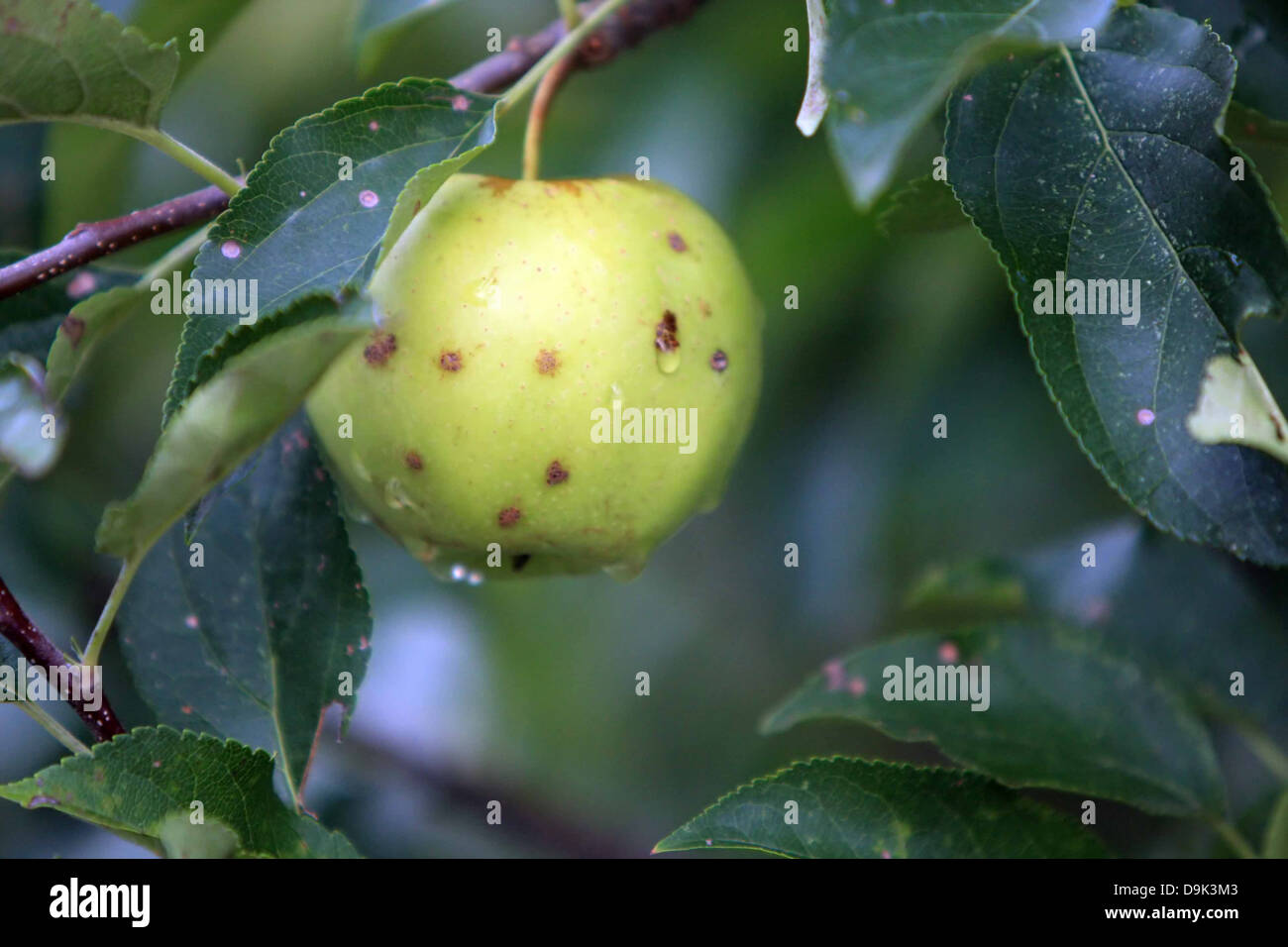 Red Spots On Apple Tree Leaves