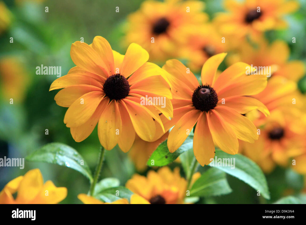 yellow wildflower wildflowers flower flowers garden black eyed Susan