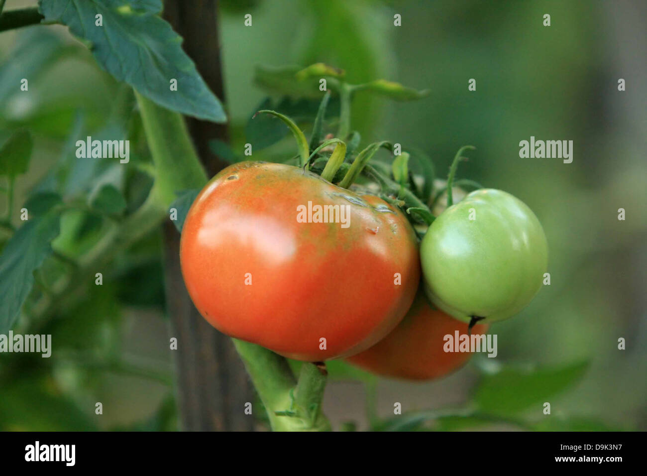 red green tomatoes tomato vegetable plant garden ripe ripen eat food Stock Photo