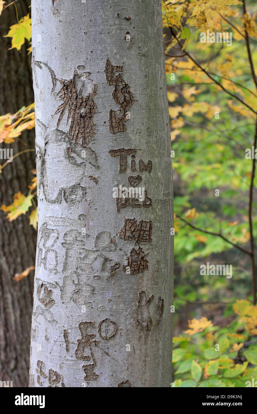 fall autumn leaf leaves tree trunk bark names carve heart love Tim Deb lovers sweethearts branch branches vertical Stock Photo