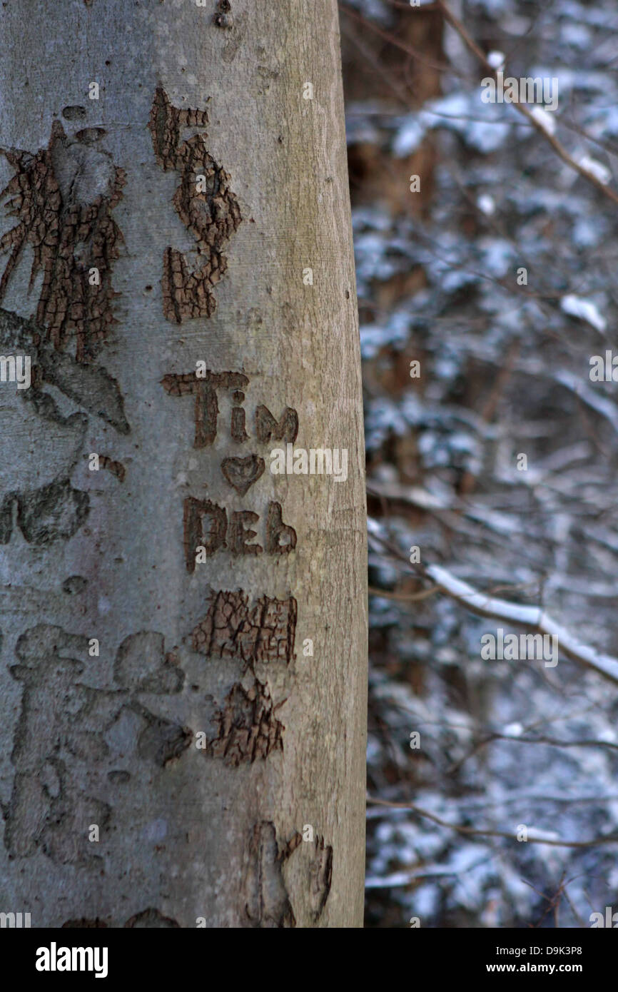 tree trunk bark names carve carved  love old Tim Deb initials heart snow winter branch branches name sweethearts lovers Stock Photo