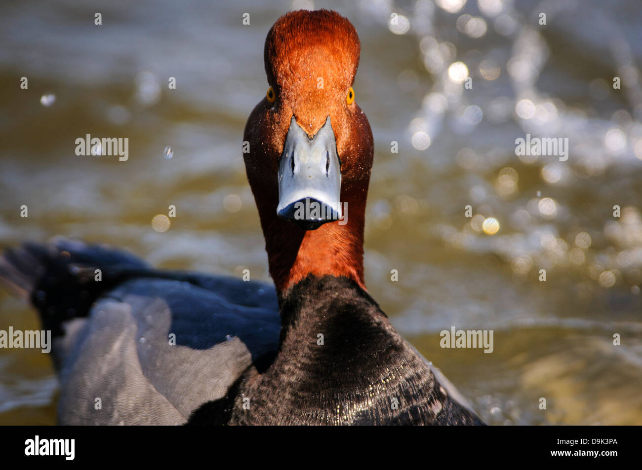 readhead duck aythya americana, Choptank River, Chesapeake Bay, Cambridge, Maryland Stock Photo