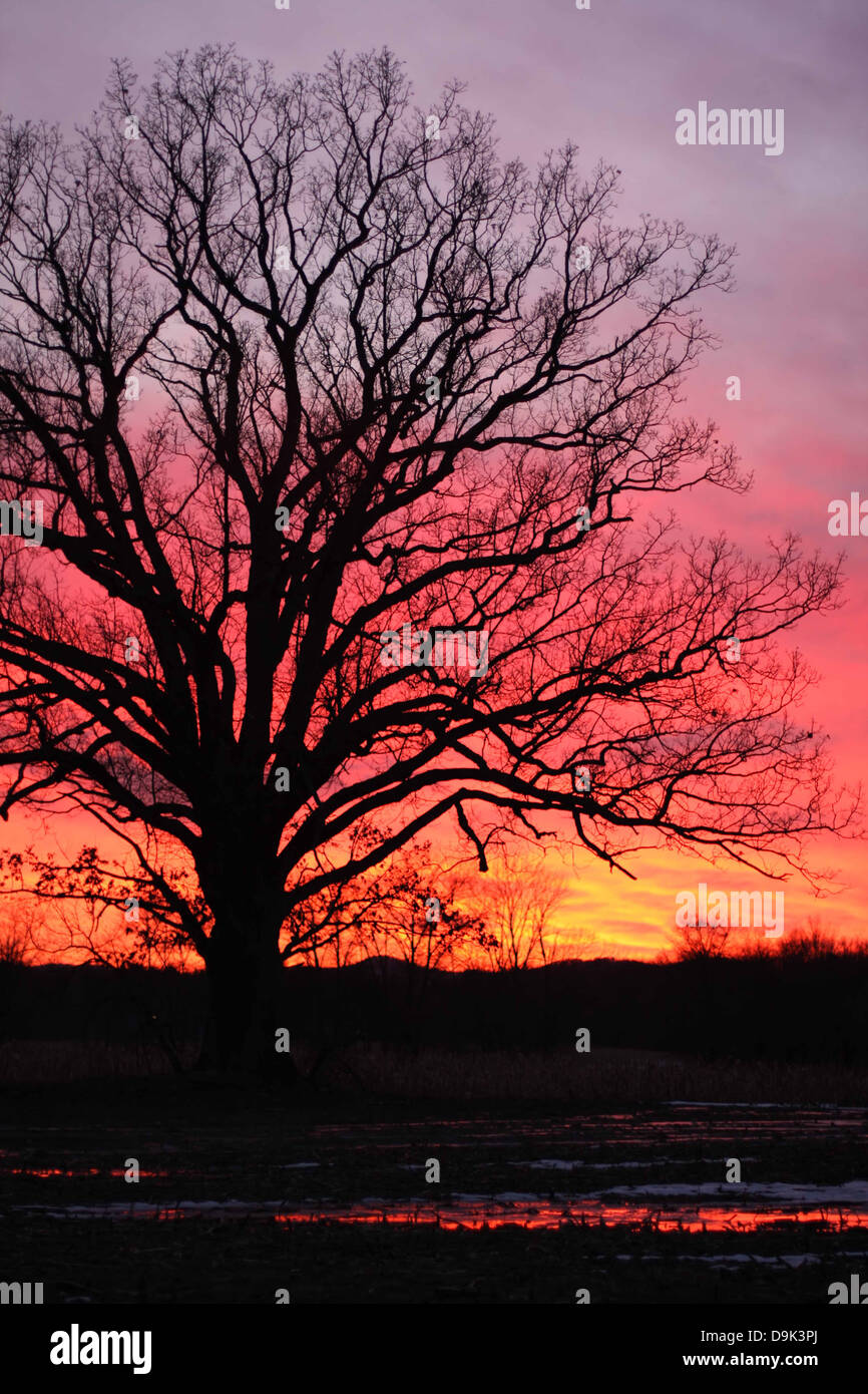 Black Tree Silhouette Sunset High Resolution Stock Photography And Images Alamy