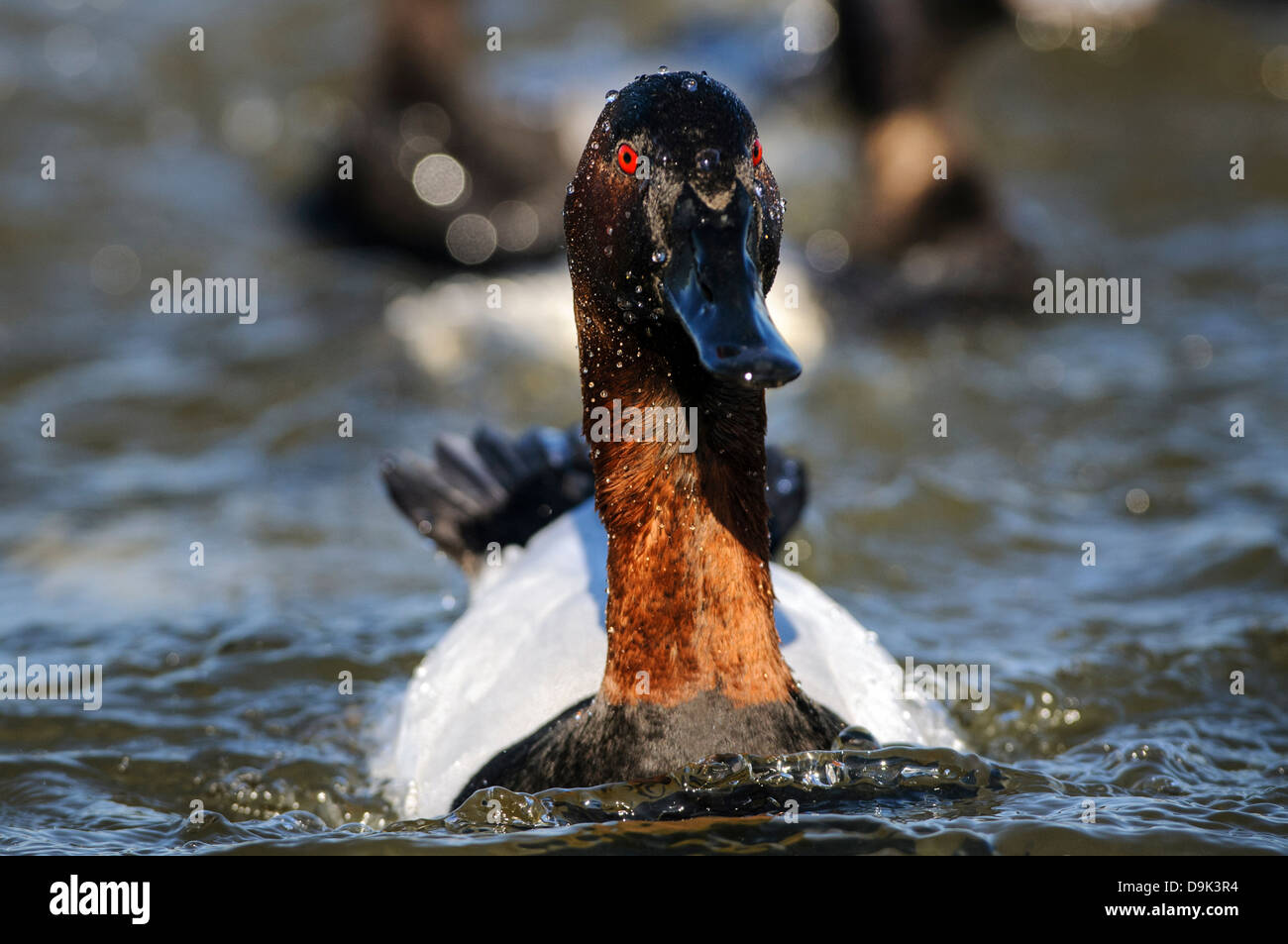 Canvasback duck Aythya valisineria, Choptank River, Chesapeake Bay