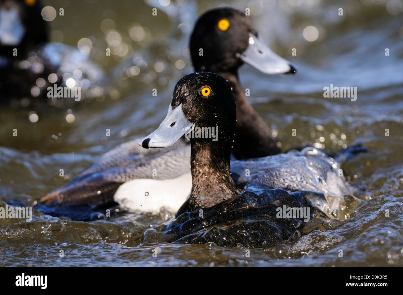 Lesser Scaup Ducks Aythya affinis, Choptank River, Chesapeake Bay