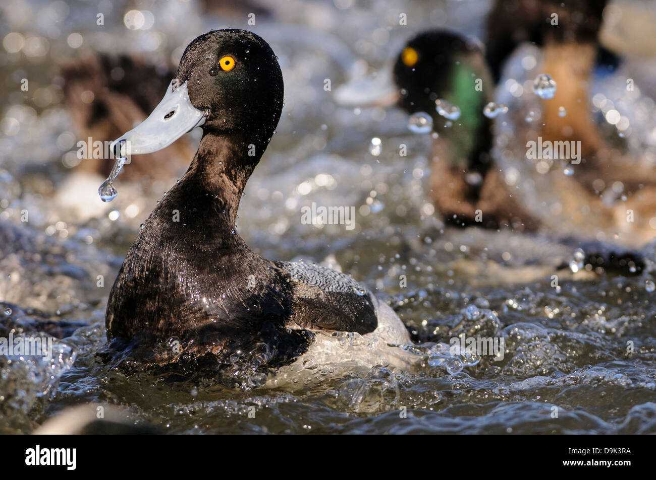 Lesser Scaup Ducks Aythya affinis, Choptank River, Chesapeake Bay