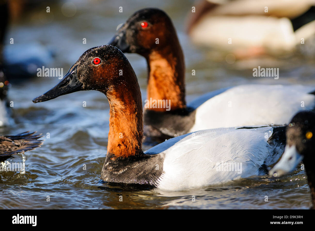 Canvasback ducks Aythya valisineria, Choptank River, Chesapeake Bay