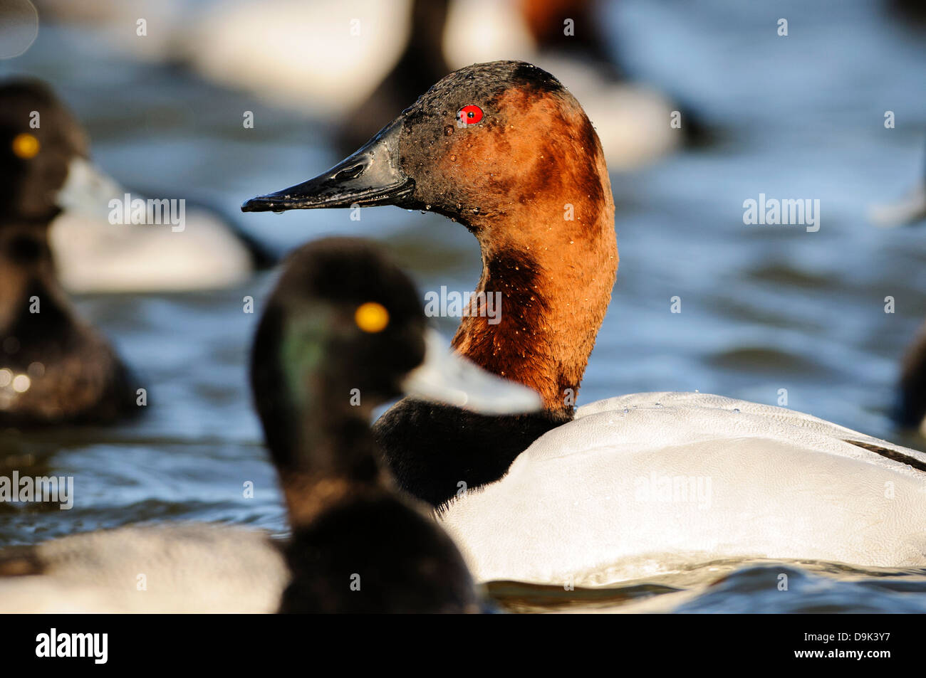 Canvasback duck Aythya valisineria, Choptank River, Chesapeake Bay