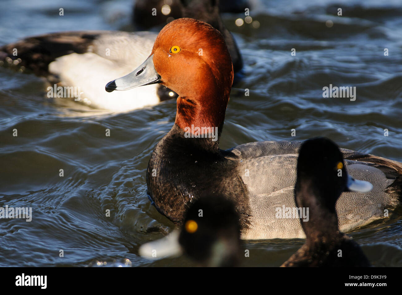 readhead duck aythya americana, with lesser scaup ducks, Choptank River