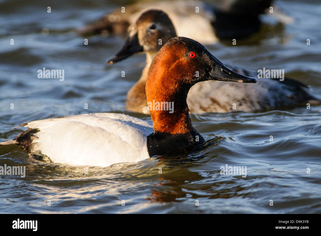 Canvasback duck Aythya valisineria, Choptank River, Chesapeake Bay