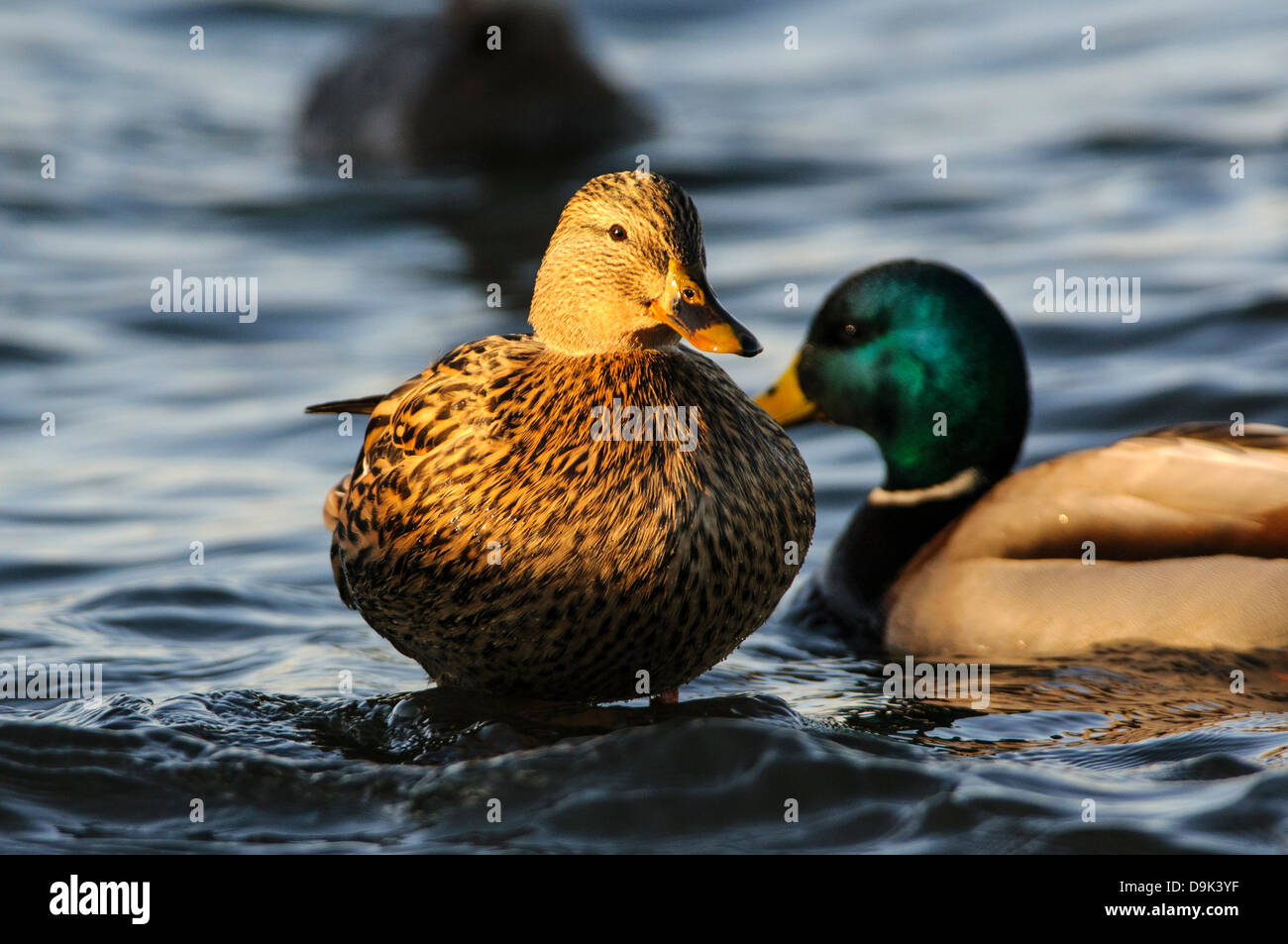 Mallard Ducks Anas platyrhynchos, Choptank River, Chesapeake Bay