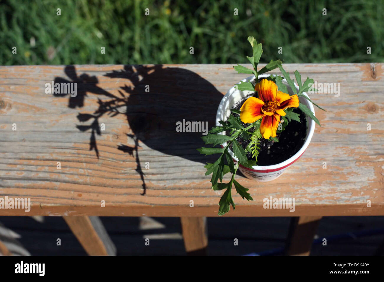 flower floral plant marigold outdoor shadow sun grass cup container garden Stock Photo