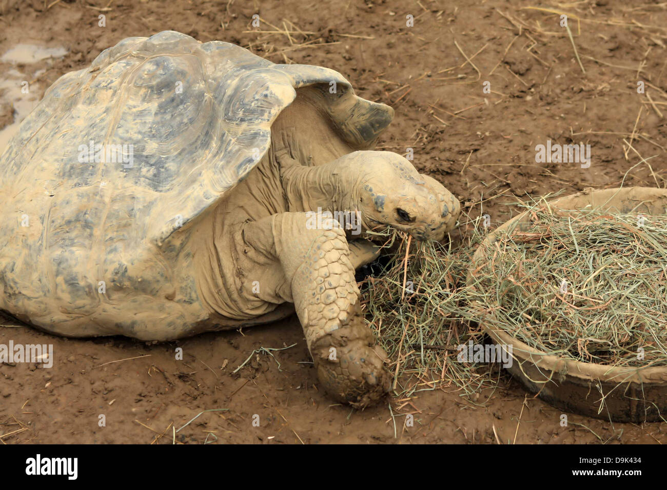 animal turtle tortoise eating hay food grass dirt Stock Photo