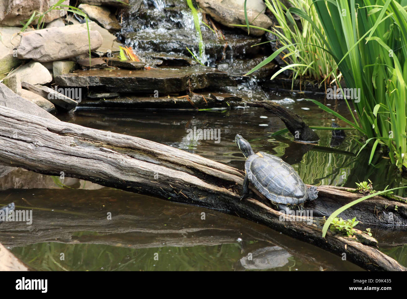 turtle tortoise animal log pond water rocks pet zoo Stock Photo