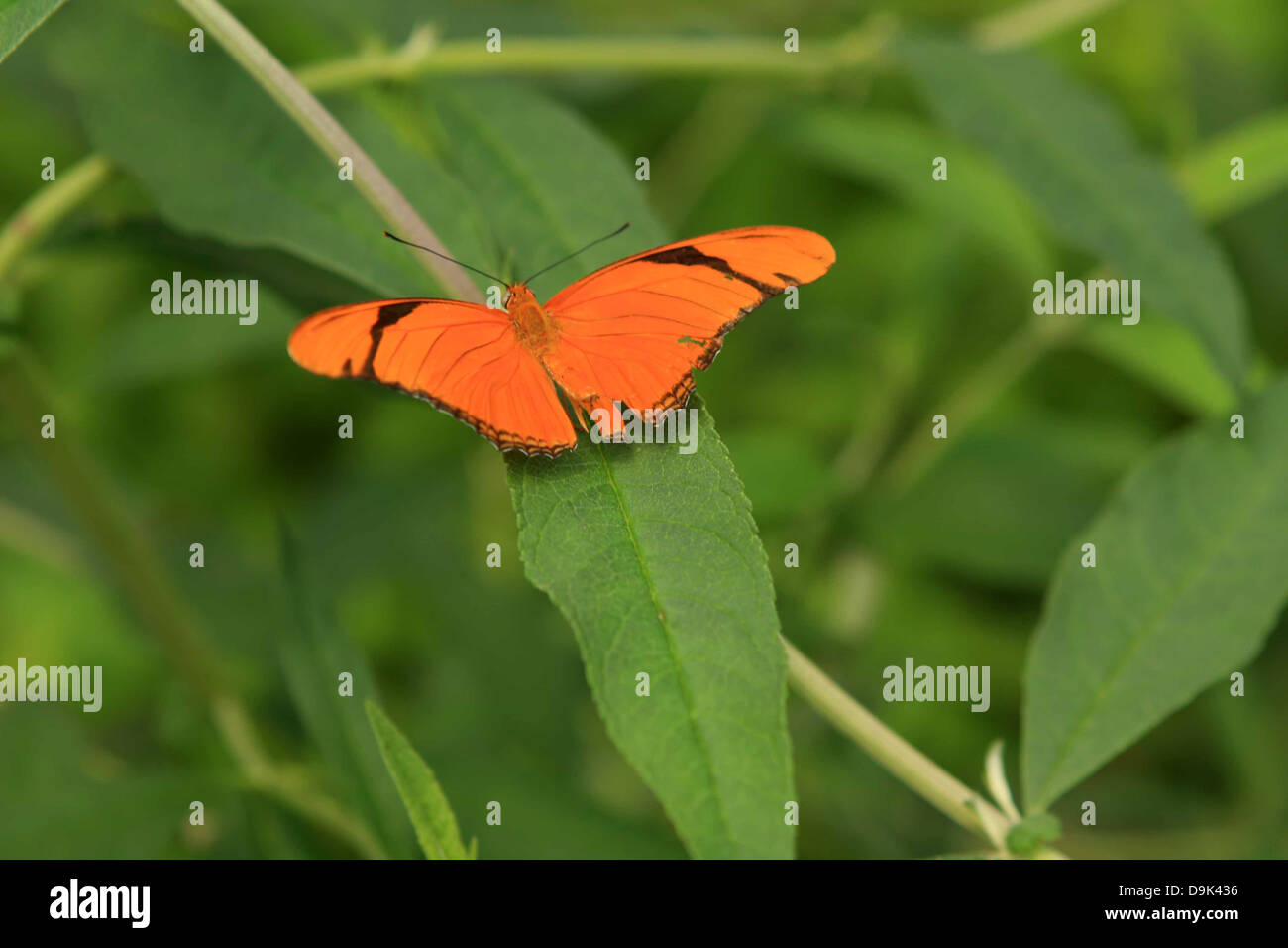 orange black butterfly insect bug on leaf leaves green spring summer Stock Photo