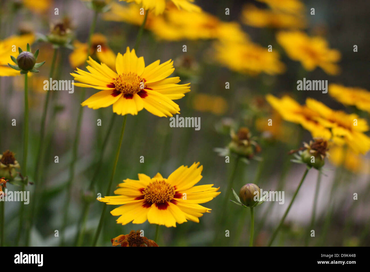 yellow flowers in garden, green stems plants Stock Photo