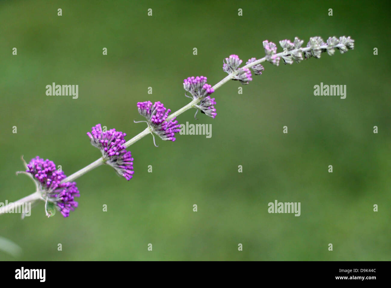 long purple flower with green garden background plant Stock Photo - Alamy