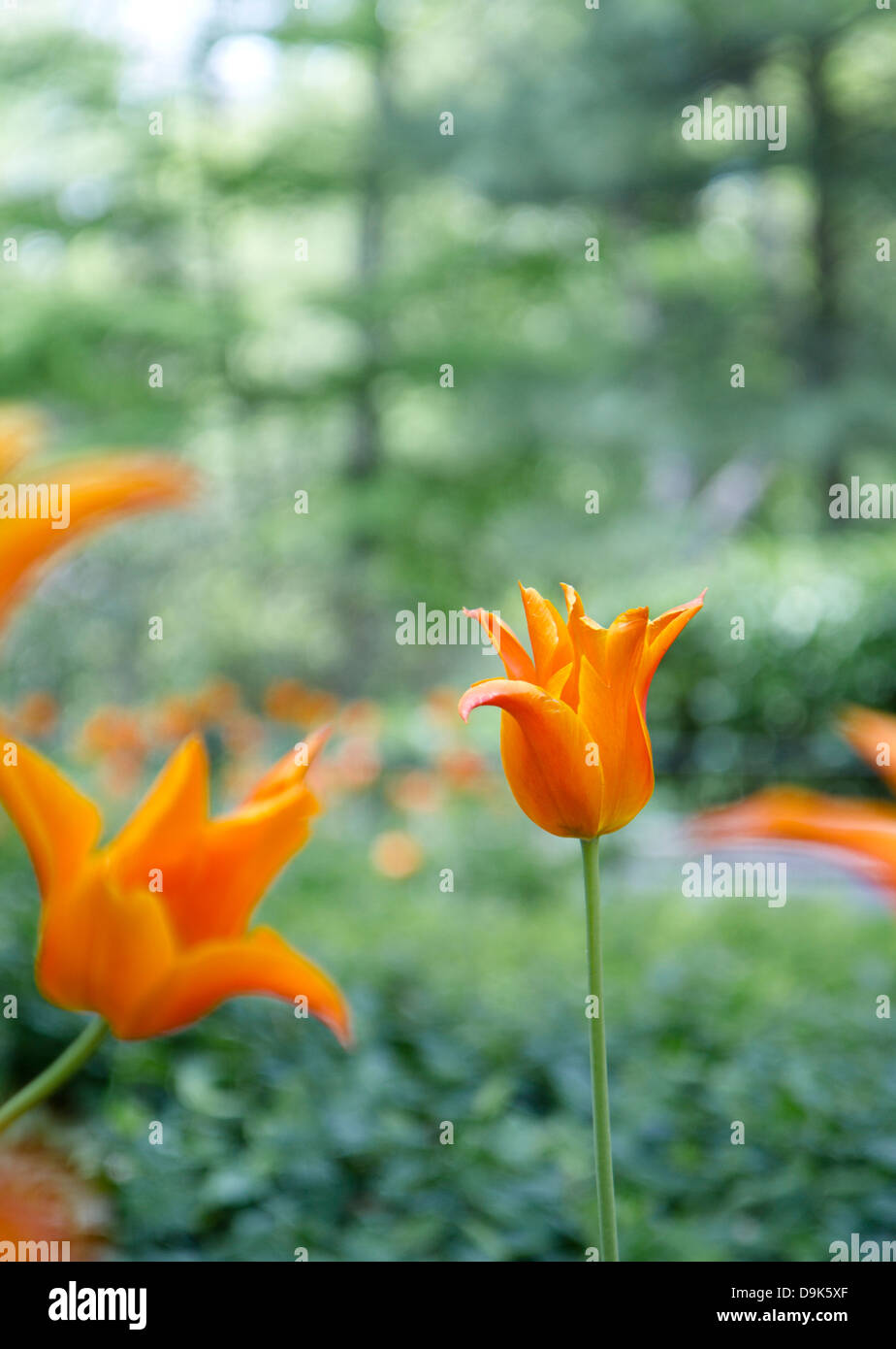 Background of flowers with bokeh Stock Photo