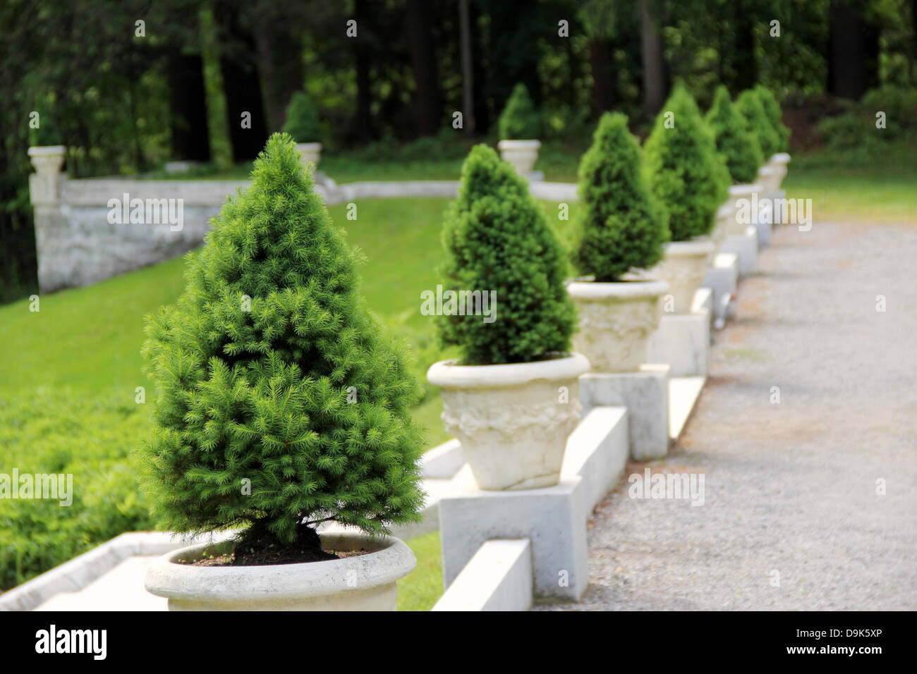 Several dwarf pine trees in marble pots placed in a neat line alongside pebbled walkway and well-manicured lawns. Stock Photo