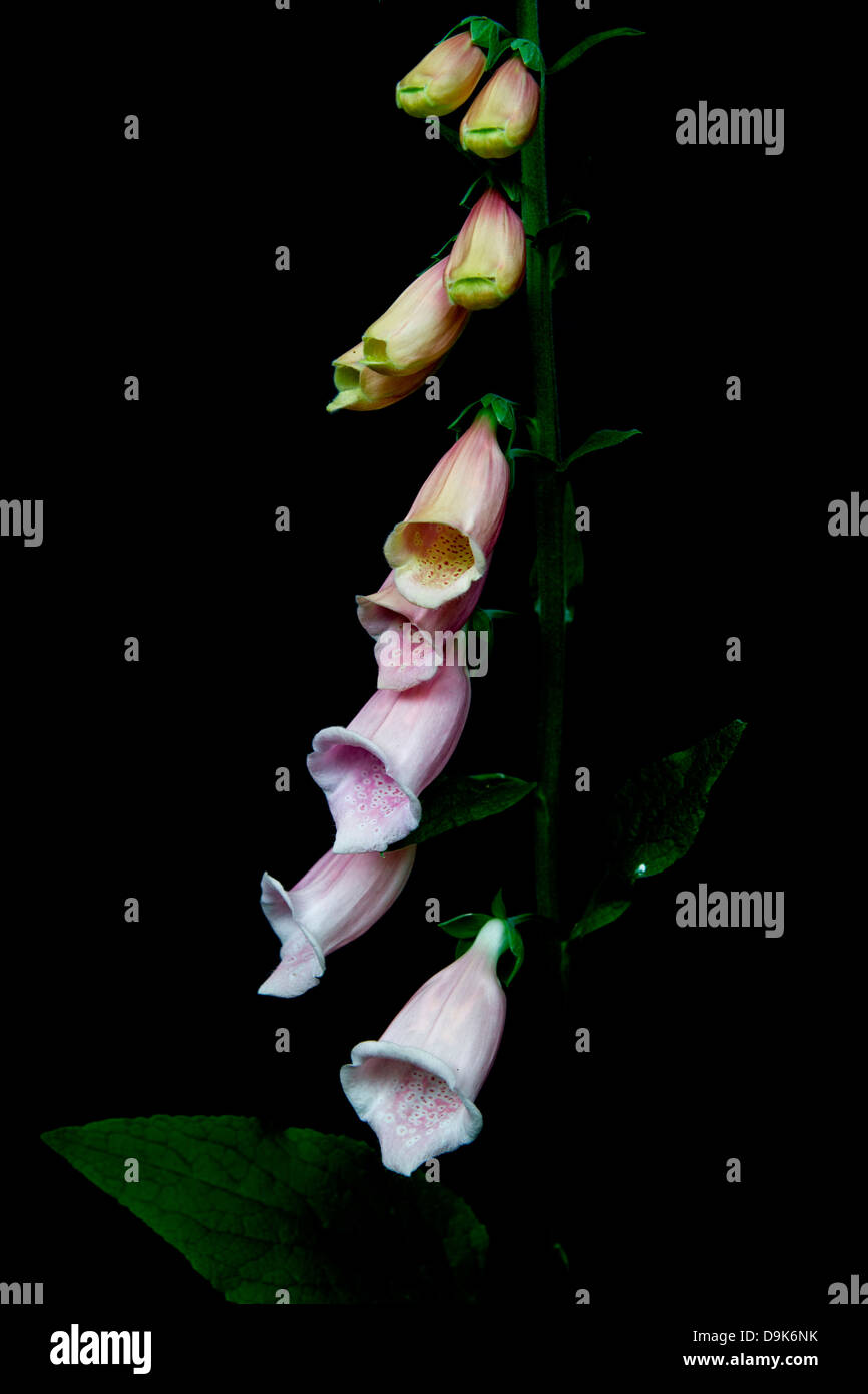Portrait of a pale lilac Foxglove, Digitalis Purpurea Excelsior growing in an English country garden in Cherhill, Wiltshire, UK. Stock Photo