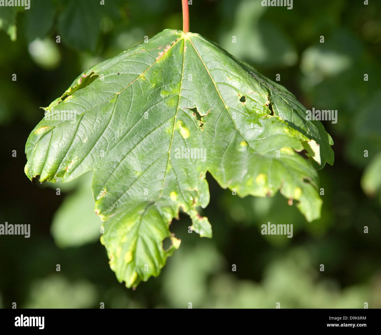 Blotched patches on sycamore tree leaf caused by erineum galls - the work of Eriophyes mites Stock Photo