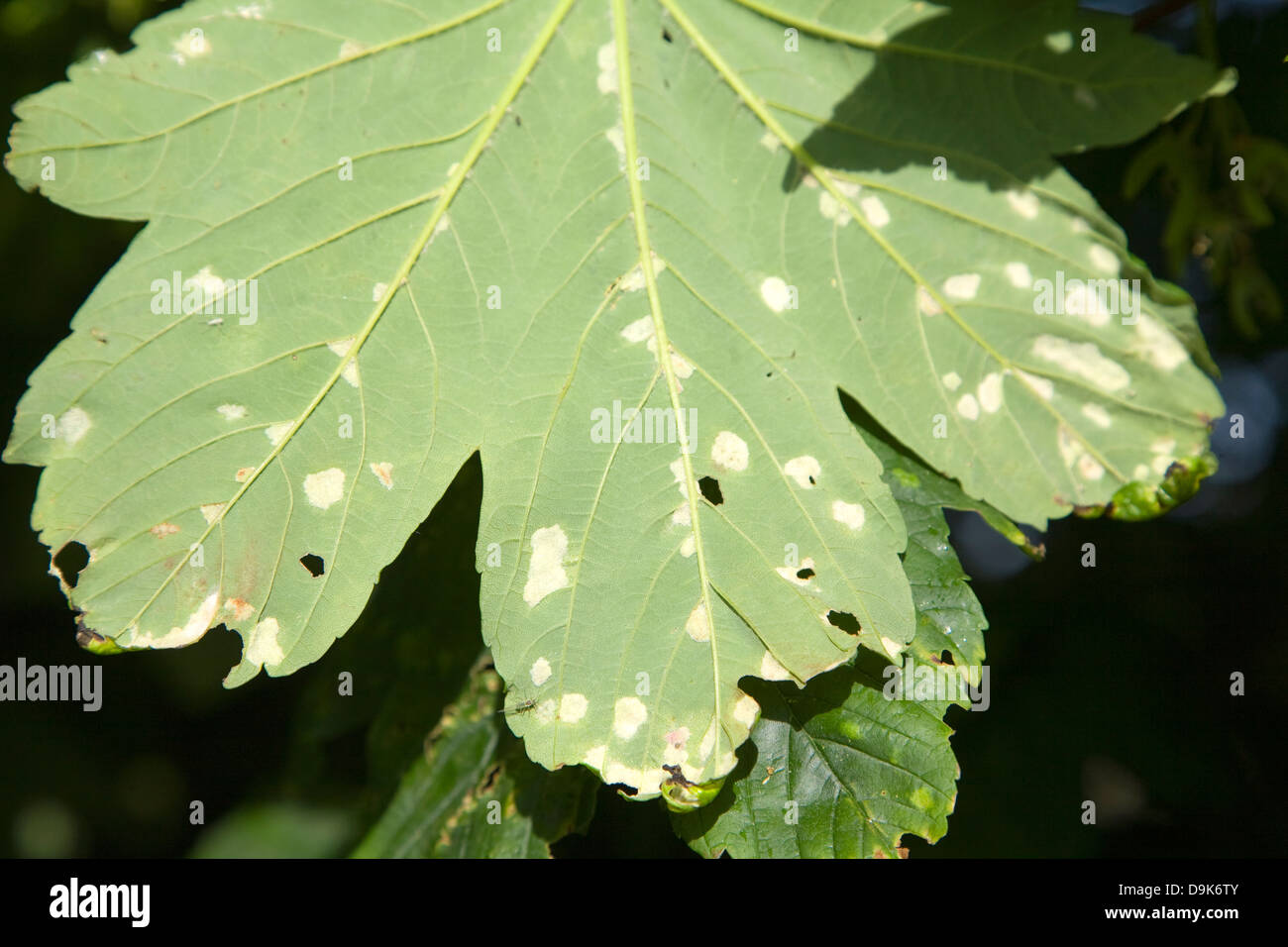 Blotched patches on sycamore tree leaf caused by erineum galls - the work of Eriophyes mites Stock Photo