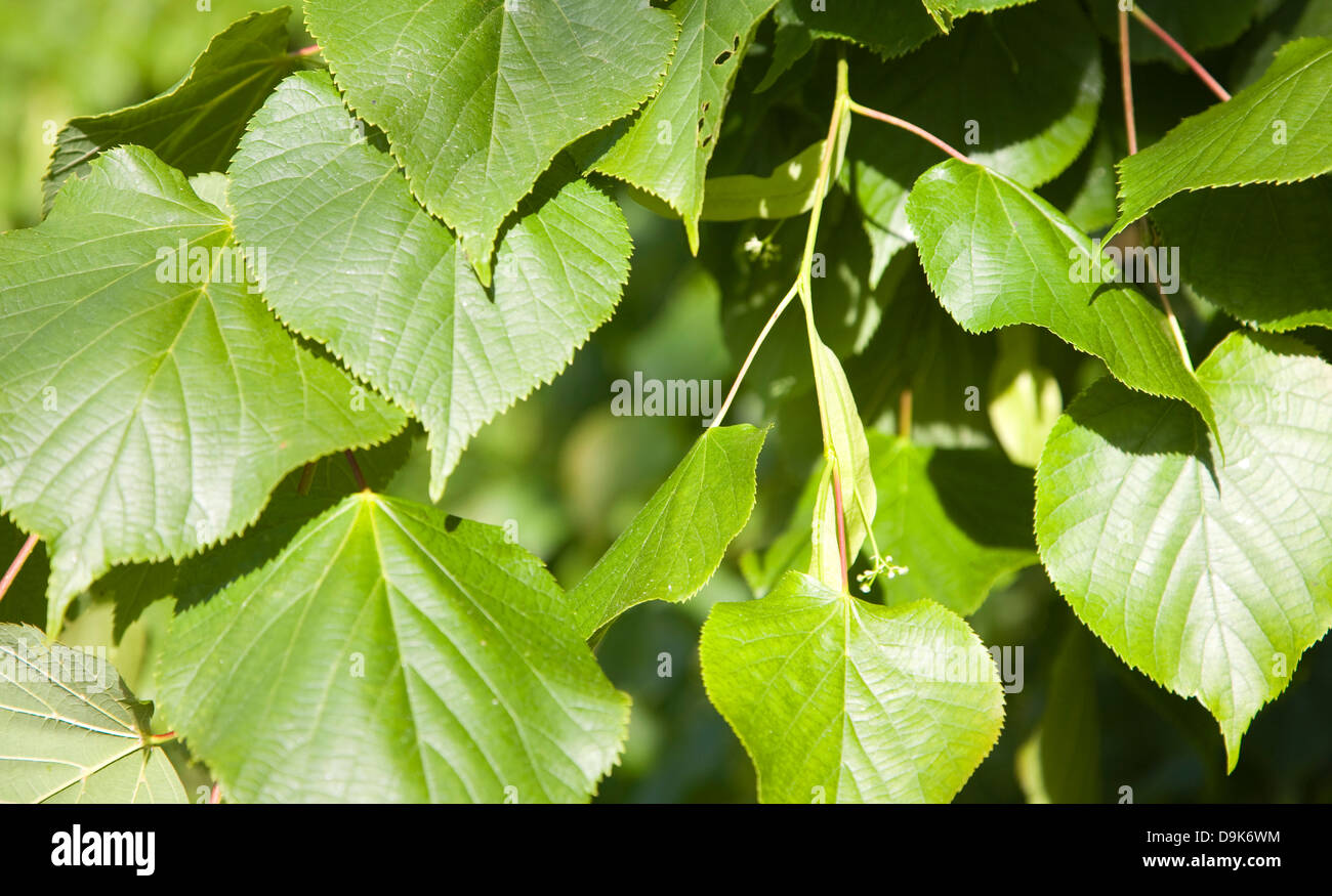 Green new leaves of common lime tree close up Stock Photo
