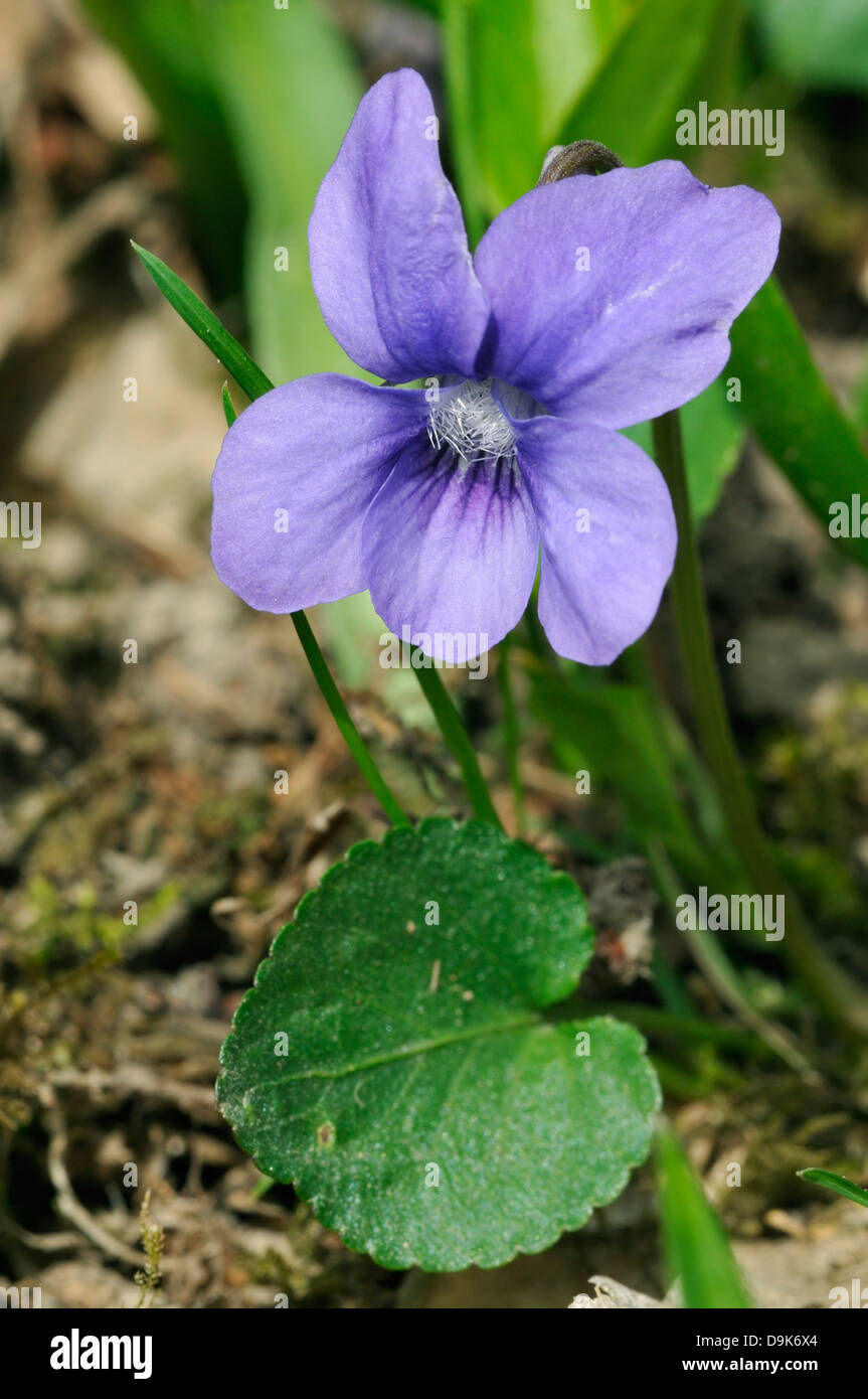 Common Dog-violet - Viola riviniana Flower and leaf Stock Photo