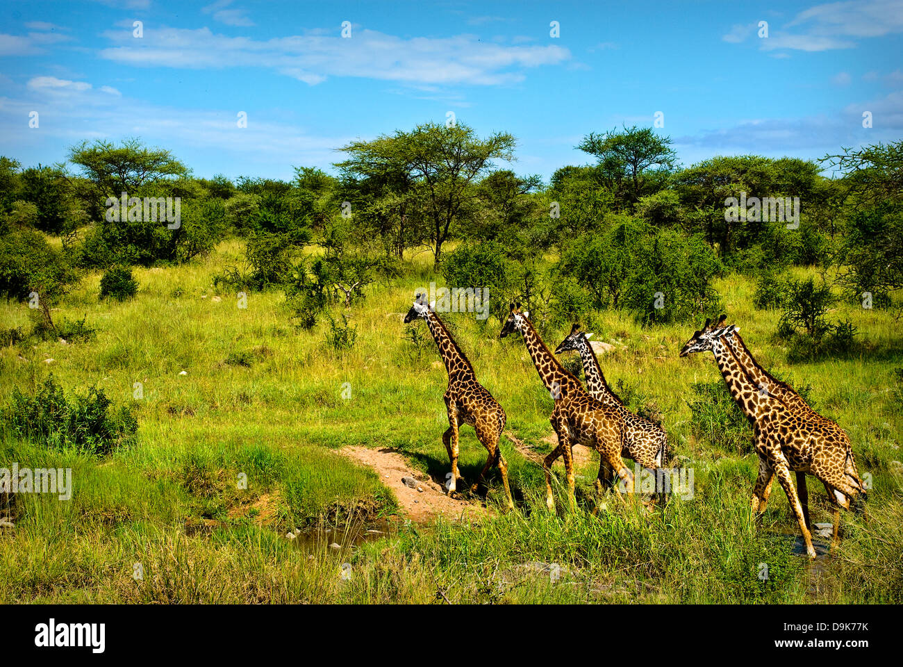 A group of giraffes crossing a stream in Serengeti Stock Photo